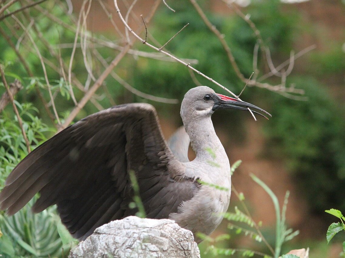 Hadada Ibis