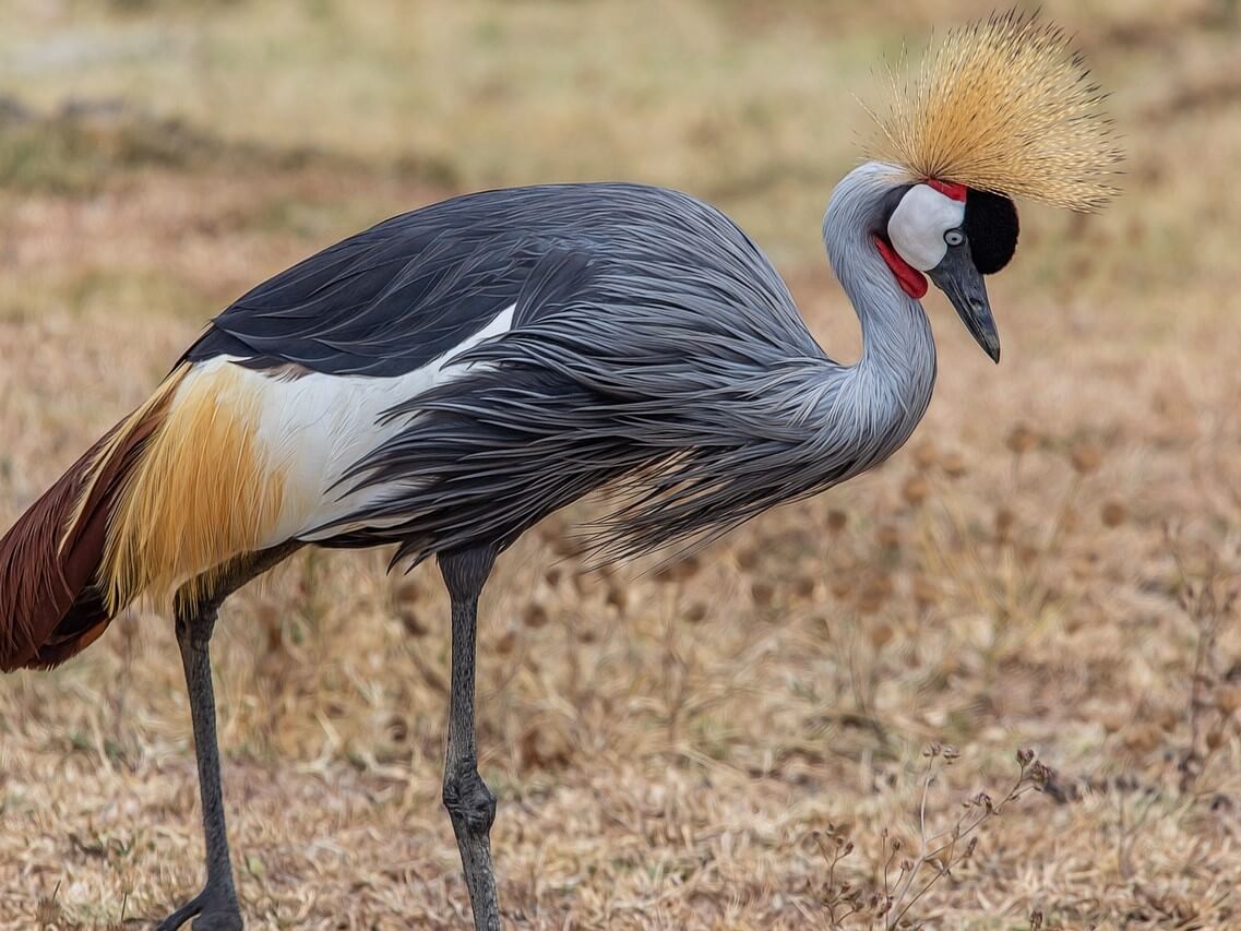 Grey Crowned Crane