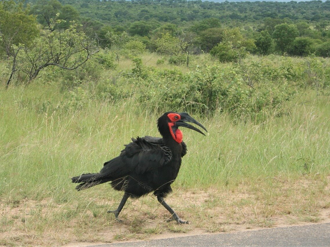 Hornbill