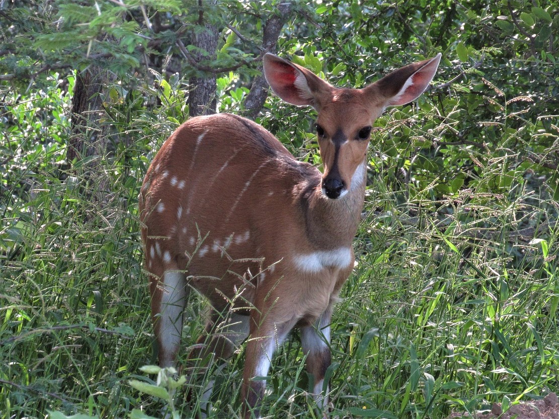 Bushbuck