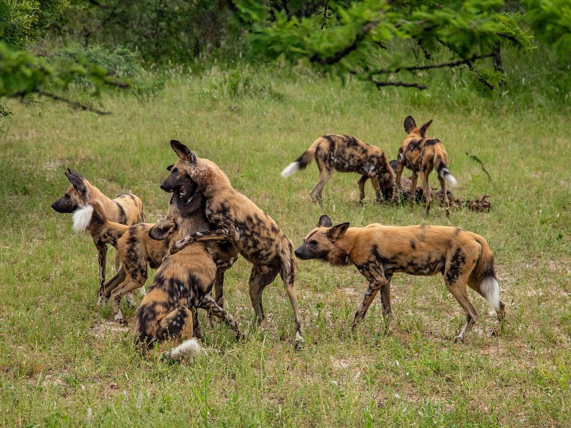 Wild Dogs