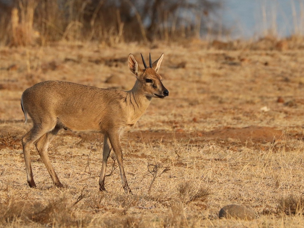 Duiker