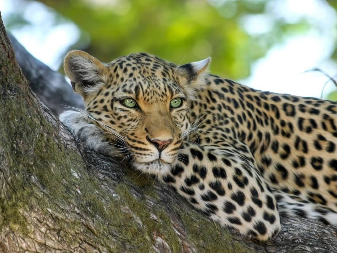 Leopard