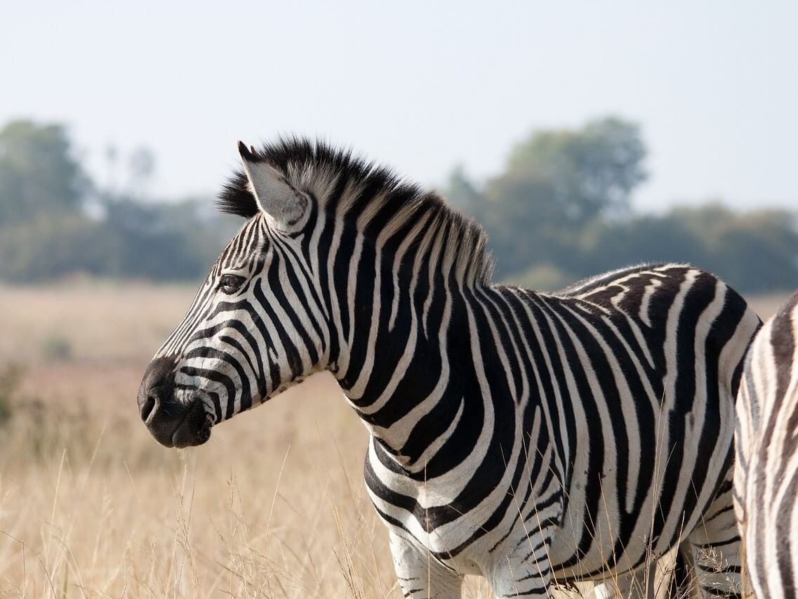 Zebra